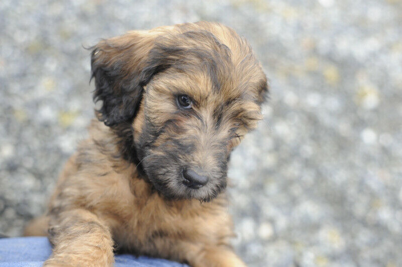 Illustration for article titled On Dogs - Update: news & photos